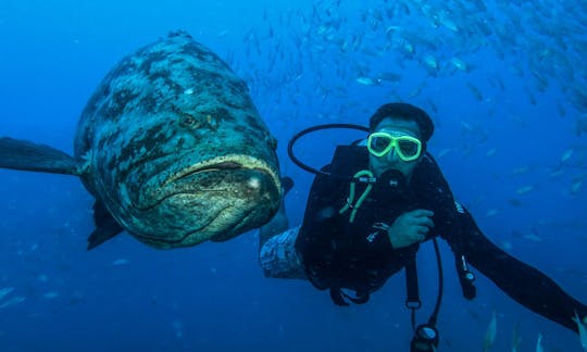 ブラジルのマラゴージでの初心者および上級ダイバー向けのスキューバダイビング旅行