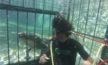 Experimente el buceo en una jaula en las Cataratas Victoria, Zimbabue