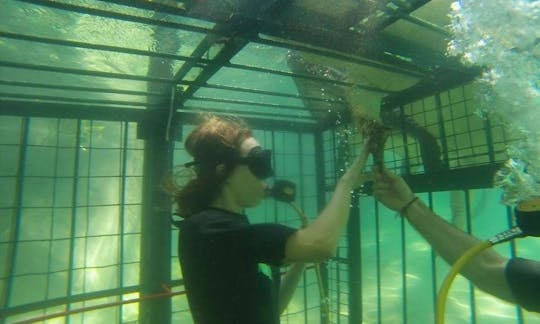 Experience Scuba Dive on a cage in Victoria Falls, Zimbabwe