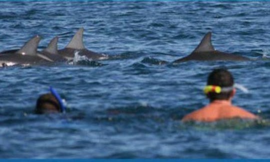 Réservez une excursion d'observation des dauphins à Rivière Noire, à Maurice