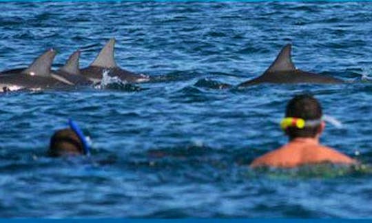 Book a Dolphin watching Tour in Rivière Noire, Mauritius