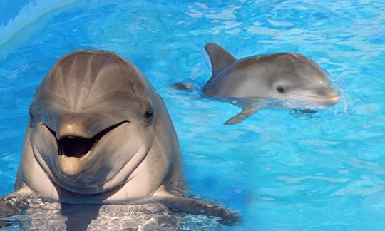 Réservez une excursion d'observation des dauphins à Rivière Noire, à Maurice