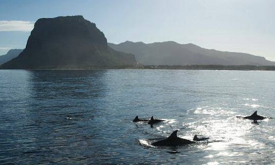 Exciting Dolphin Tour in Rivière Noire, Mauritius