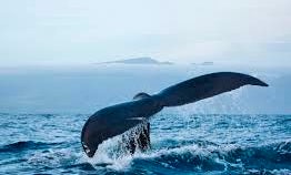 Blue Whale Watching Tours - Sea of Cortez