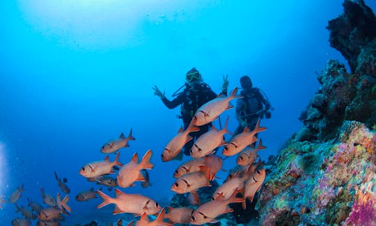 Best Underwater Experience in Koror, Palau