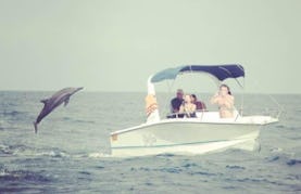 Dolphin Watching and Dive Trips in Albion, Mauritius