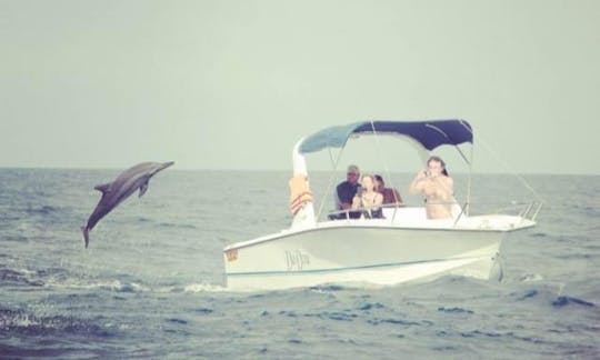 Dolphin Watching and Dive Trips in Albion, Mauritius