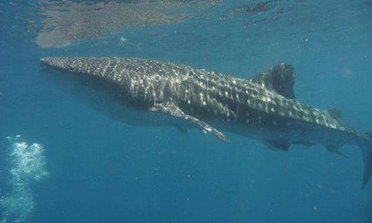 Guided Scuba Diving Tour in Flic En Flac, Mauritius