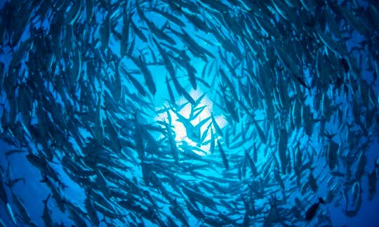 Explore Koror, Palau Under Water Beauty!