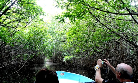 Mangrove Lagoon