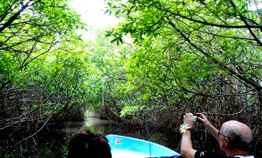 Mangrove Lagoon
