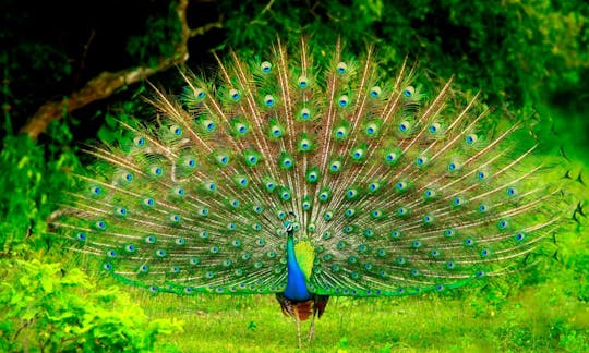 Peacock at Udawalawe