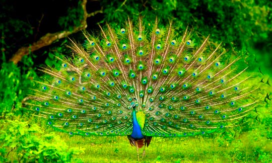 Peacock at Udawalawe