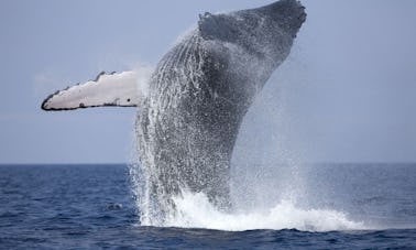 Observation des baleines depuis Bentota