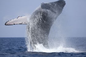 Whale Watching from Bentota
