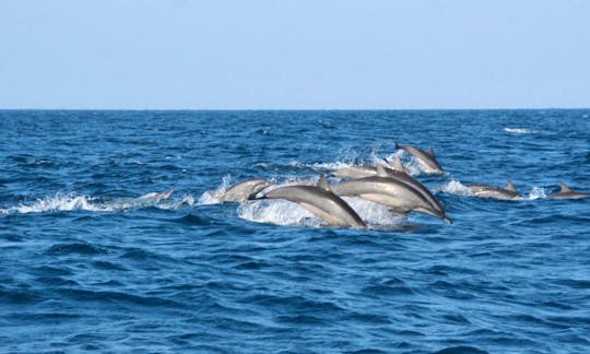 Whale Watching from Bentota