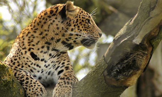 Yala Safari from Bentota