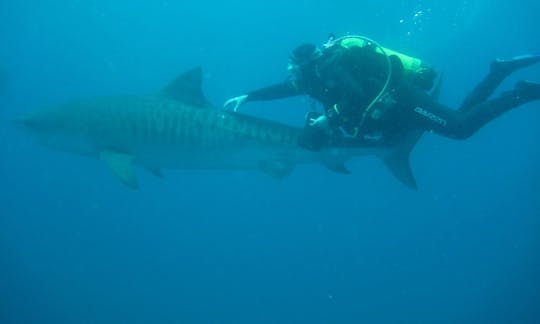 Safari de plongée sous-marine avec des requins en Afrique du Sud et au Mozambique