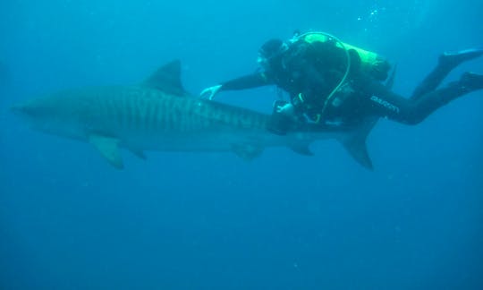 Shark Diving Safari in  South Africa and Mozambique