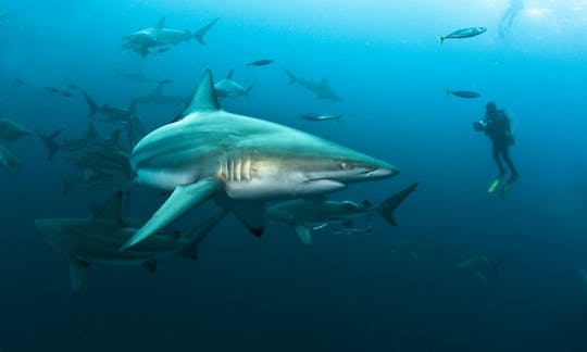 Safari de plongée sous-marine avec des requins en Afrique du Sud et au Mozambique