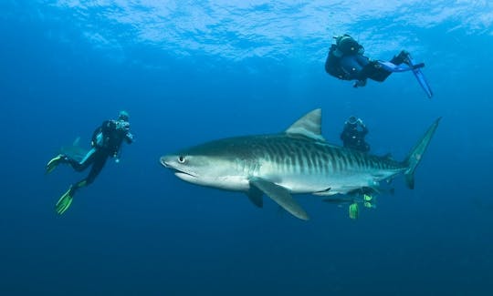 Safari de plongée sous-marine avec des requins en Afrique du Sud et au Mozambique