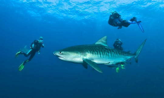 Shark Diving Safari in  South Africa and Mozambique