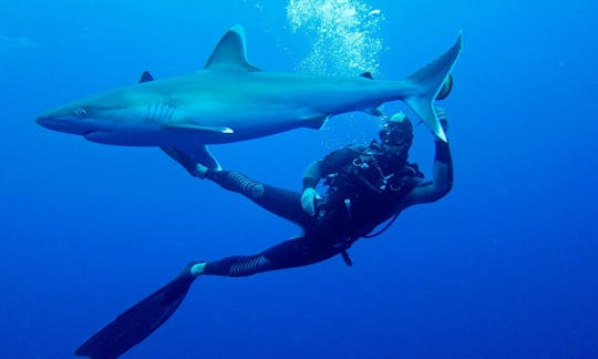 Safari de plongée sous-marine avec des requins en Afrique du Sud et au Mozambique