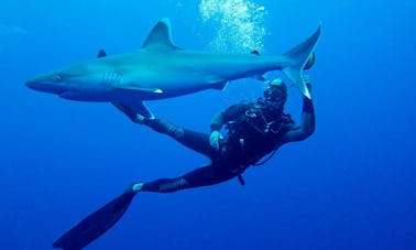 Safari de plongée sous-marine avec des requins en Afrique du Sud et au Mozambique