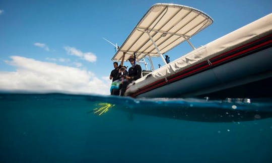 Boat Diving Trips and Humpback Whale Watching Trip in Taravao, French Polynesia