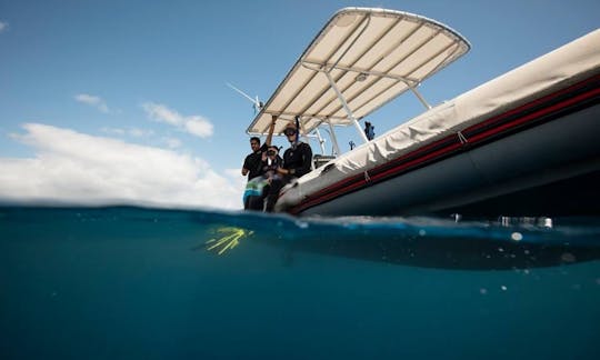 Boat Diving Trips and Humpback Whale Watching Trip in Taravao, French Polynesia