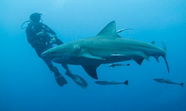 11day Shark Diving Safari in South Africa and Mozambique