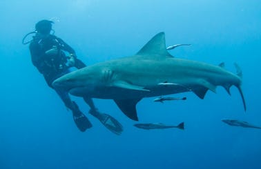 11day Shark Diving Safari in South Africa and Mozambique