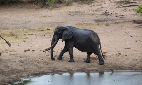 Elephant at Tembe