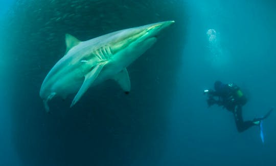 Blacktip shark and diver on Sardine baitball.
