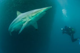 Diving the Sardine Run with Discovering Africa Safaris