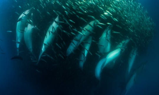 Common dolphins on baitball.