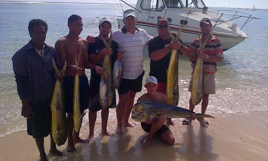 Dorados, Mahimahi