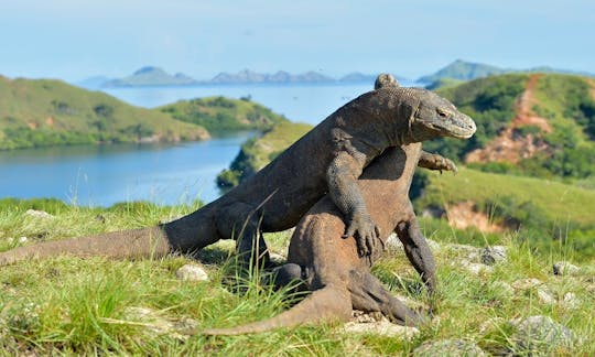 Bulan Purnama Luxury Phinisi Liveaboard Cruise through Komodo National Park