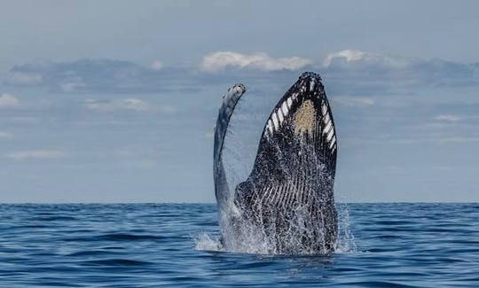 Whale Watching Trip in Mirissa, Sri Lanka with Sanjaya