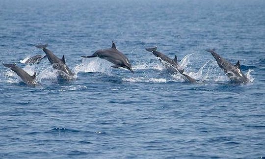 Whale Watching Trip in Mirissa, Sri Lanka with Sanjaya