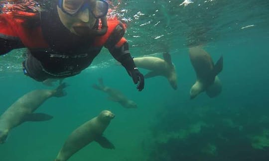 Experimente el esnórquel con leones marinos en Puerto Pirámides, Argentina