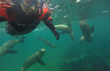 Experience Snorkeling with Sea Lions in Puerto Piramides, Argentina