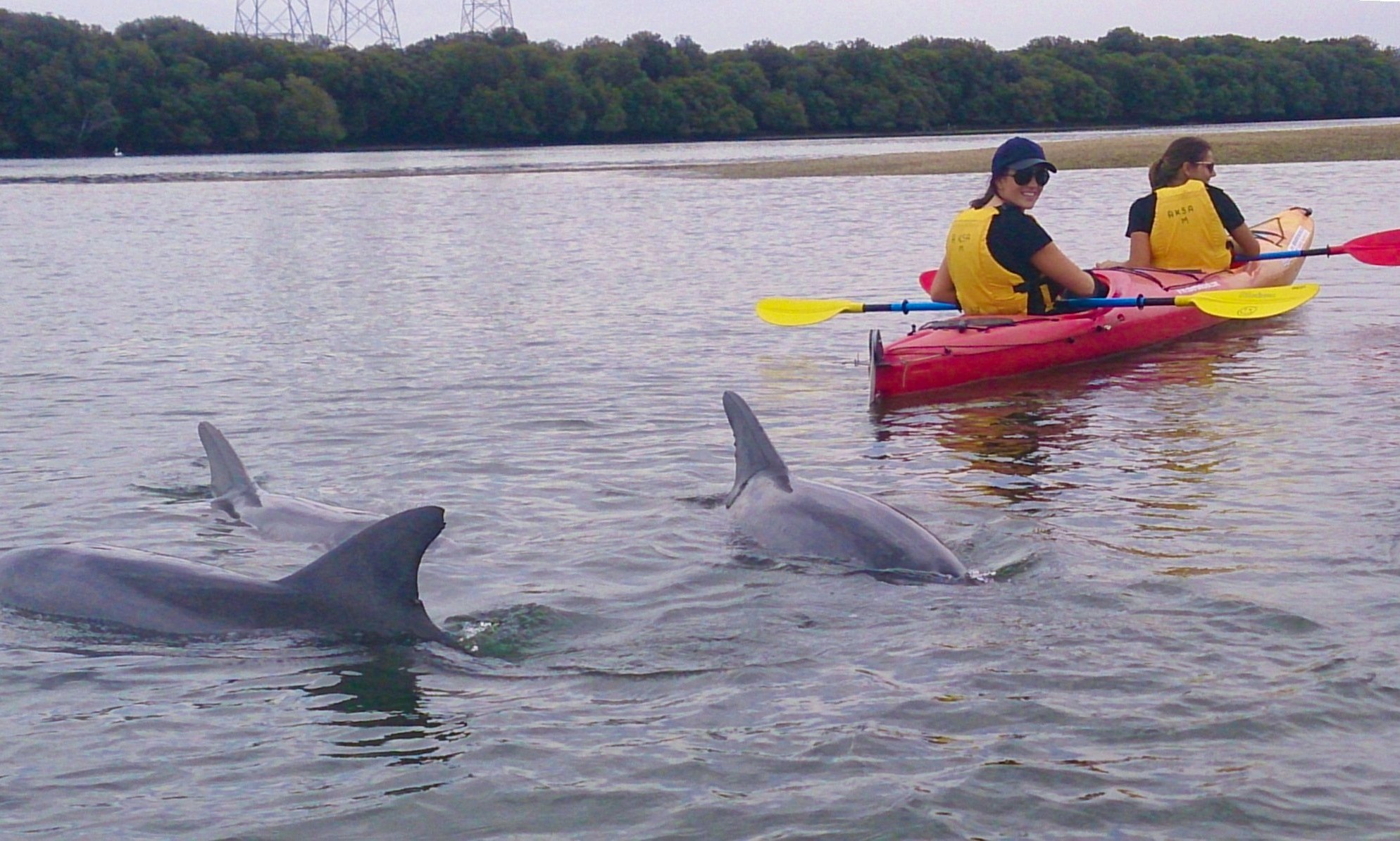 dolphin sanctuary kayak tours adelaide