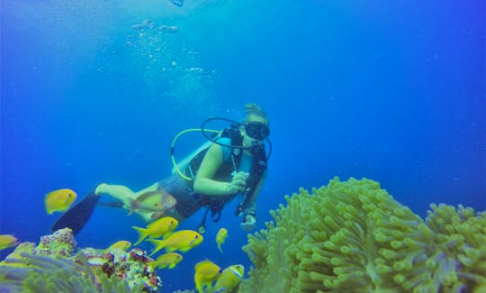 An Amazing Scuba Diving Experience for Up to 20 People in Maafushi, Maldives
