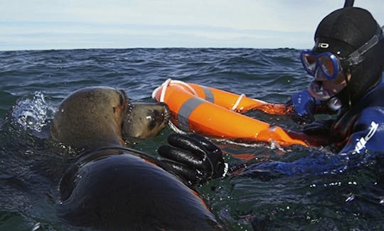 Experimente el esnórquel con leones marinos en Puerto Pirámides, Argentina