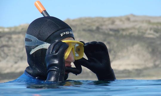 Experimente el esnórquel con leones marinos en Puerto Pirámides, Argentina