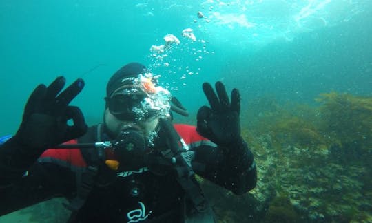 Amazing Diving Experience with Sea Lions in Puerto Piramides, Argentina