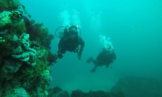 Amazing Diving Experience with Sea Lions in Puerto Piramides, Argentina