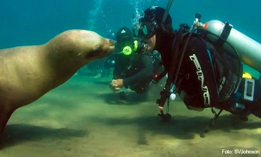Amazing Diving Experience with Sea Lions in Puerto Piramides, Argentina
