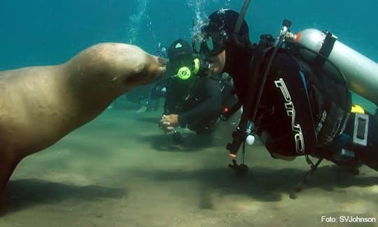 Amazing Diving Experience with Sea Lions in Puerto Piramides, Argentina